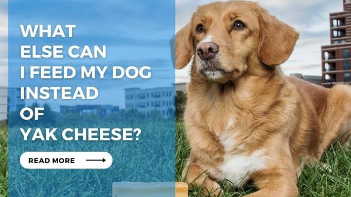 What Else Can I Feed My Dog Instead of Yak Cheese