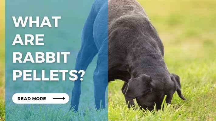 What are Rabbit Pellets