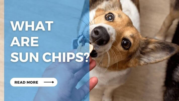 What are Sun Chips