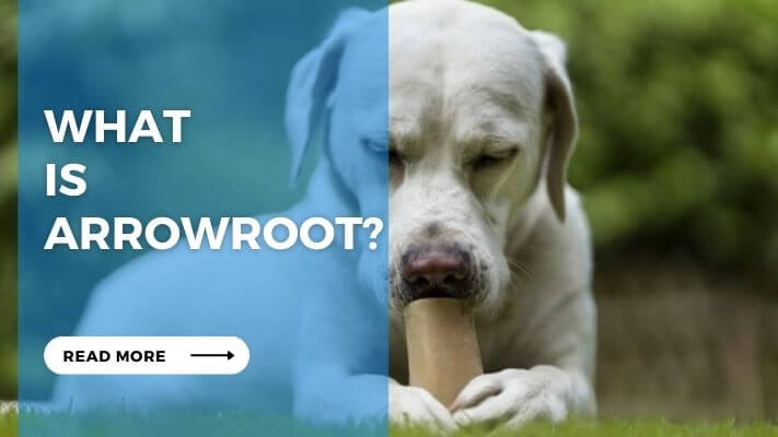 What is Arrowroot