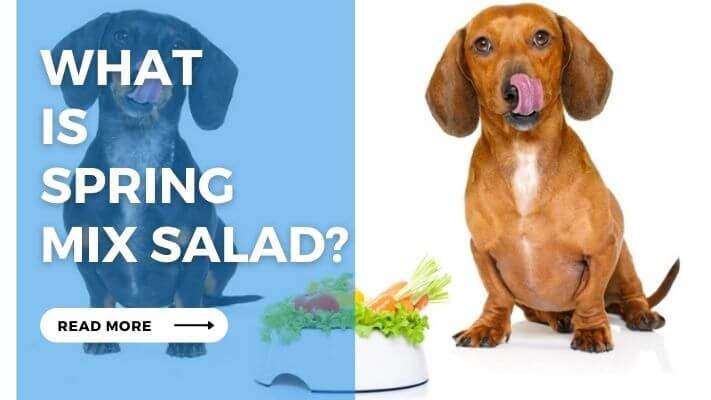 What  is  Spring  Mix Salad