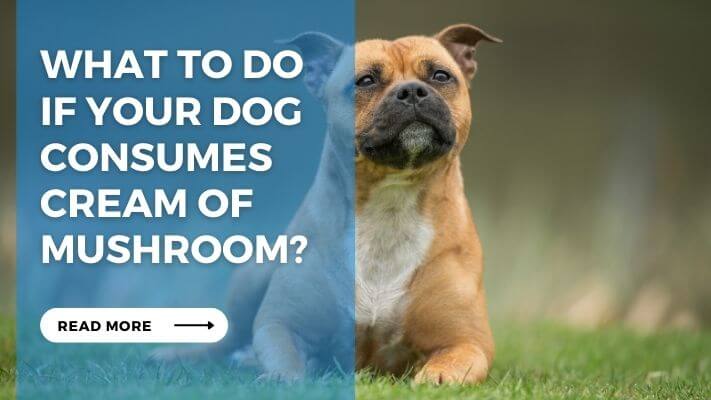 What to Do If Your Dog Consumes Cream of Mushroom