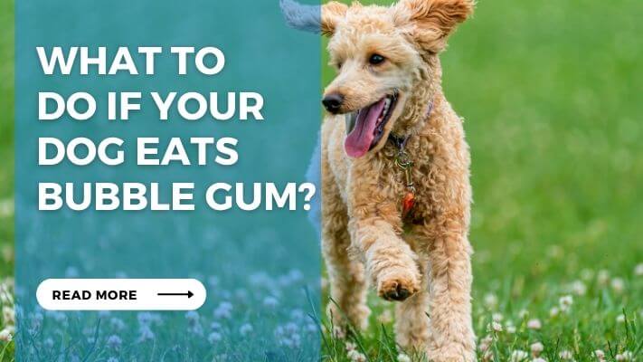 What to Do If Your Dog Eats Bubble Gum