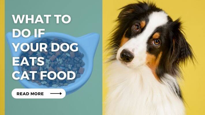 What to Do If Your Dog Eats Cat Food