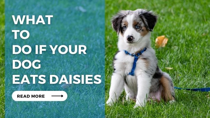 What to Do If Your Dog Eats Daisies