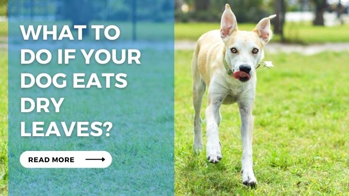 What to Do If Your Dog Eats Dry Leaves