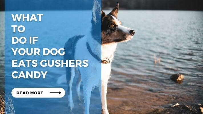 What to Do If Your Dog Eats Gushers Candy