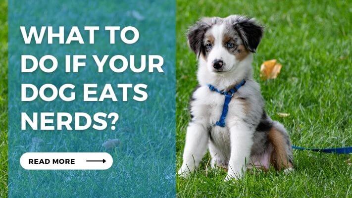 What to Do If Your Dog Eats Nerds