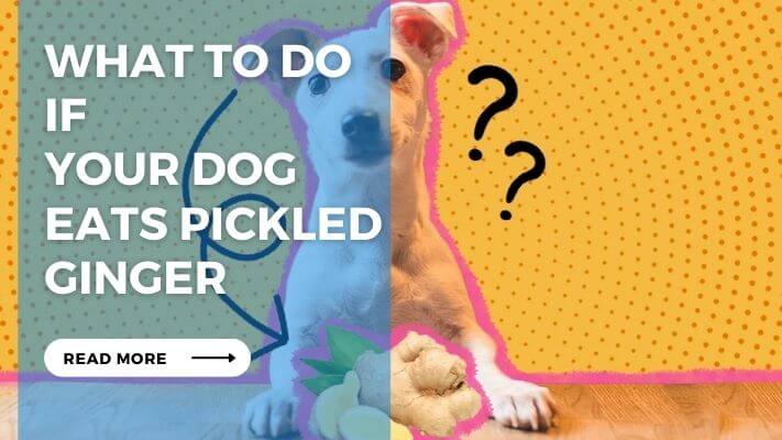 What to Do If Your Dog Eats Pickled Ginger