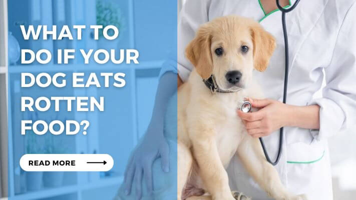 What to Do If Your Dog Eats Rotten Food