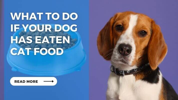 What to Do If Your Dog Has Eaten Cat Food