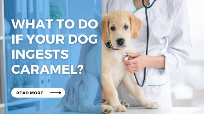 What to Do If Your Dog Ingests Caramel