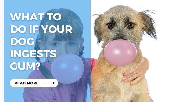 What to Do If Your Dog Ingests Gum