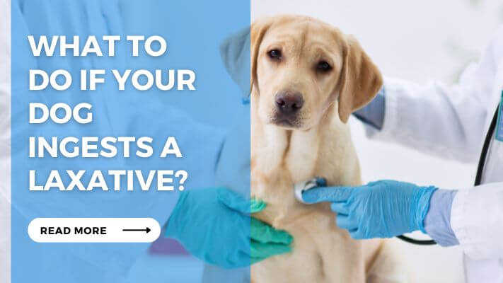 What to Do If Your Dog Ingests a Laxative