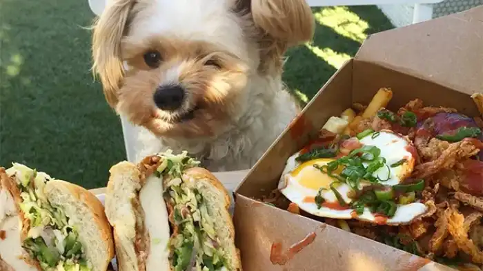 Can Dogs Eat Grilled Cheese Sandwiches?