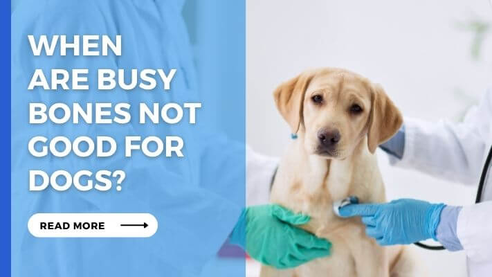 When Are Busy Bones Not Good for Dogs