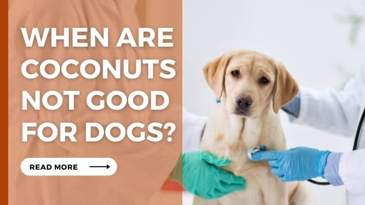 When-Are-Coconuts-Not-Good-for-Dogs