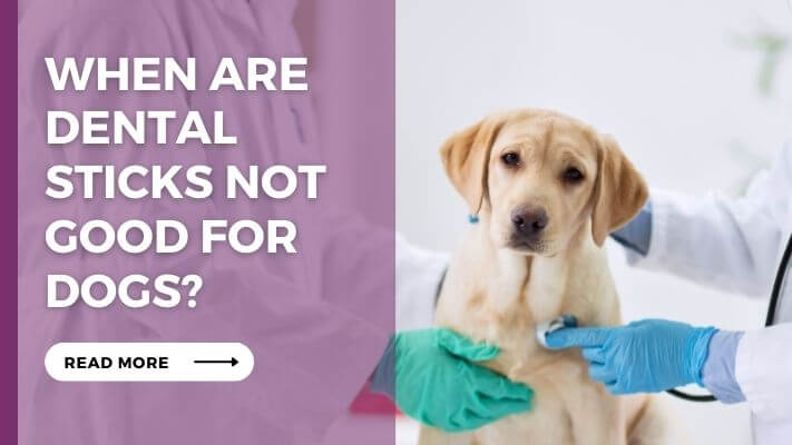 When-Are-Dental-Sticks-Not-Good-For-Dogs