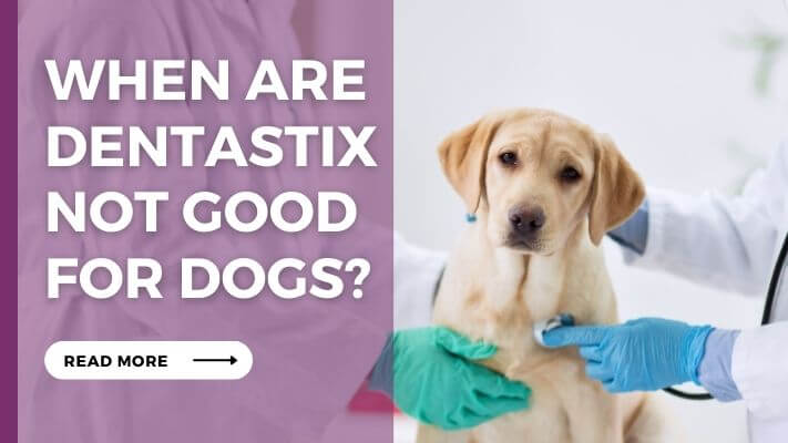 When-Are-Dentastix-Not-Good-for-Dogs