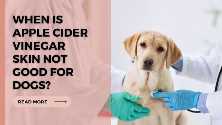 When Is Apple Cider Vinegar Skin Not Good for Dogs