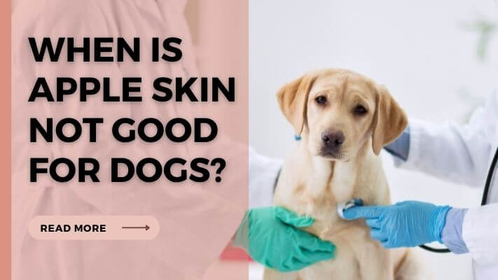 When Is Apple Skin Not Good for Dogs