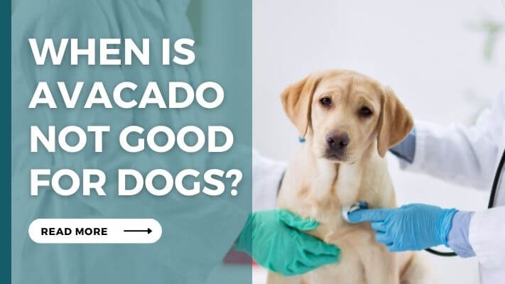 When is Avocado not Good for Dogs