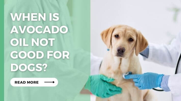 When Is Avocado Oil Not Good for Dogs