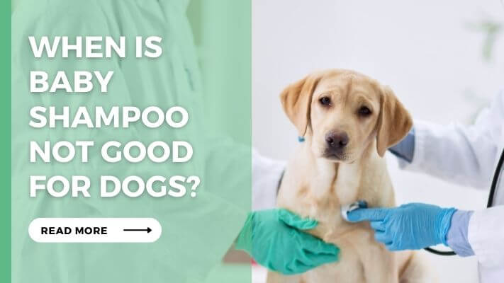 When Is Baby Shampoo Not Good for Dogs