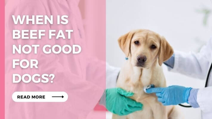 When Is Beef Fat Not Good for Dogs