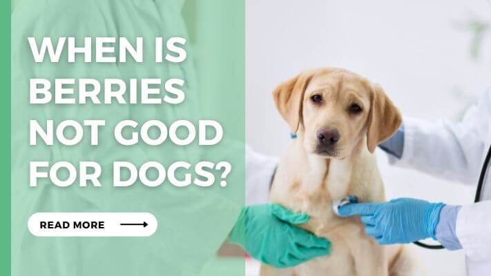 When Is Berries Not Good for Dogs