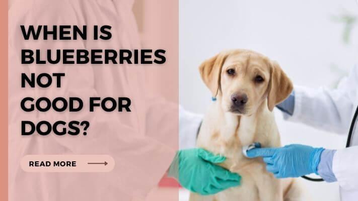 When Is Blueberries Not Good for Dogs