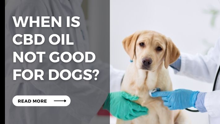 When-Is-Cbd-Oil-Not-Good-for-Dogs