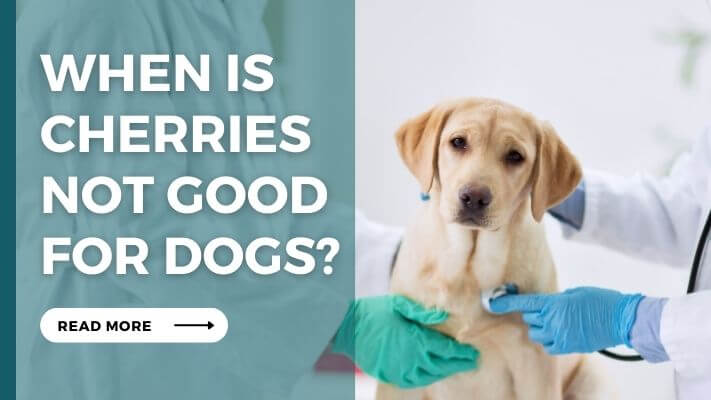 When Are Cherries Not Good for Dogs