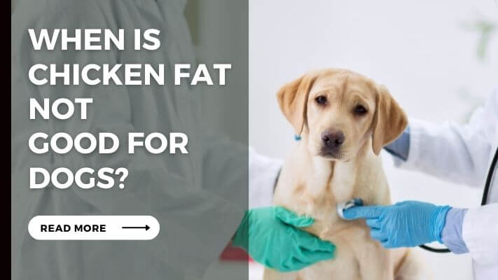 When Is Chicken Fat Not Good for Dogs