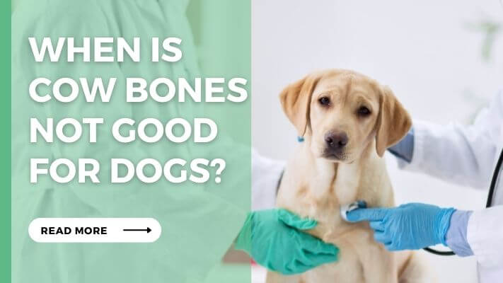 When Is Cow Bones Not Good for Dogs