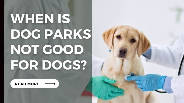 When Is Dog Parks Not Good for Dogs