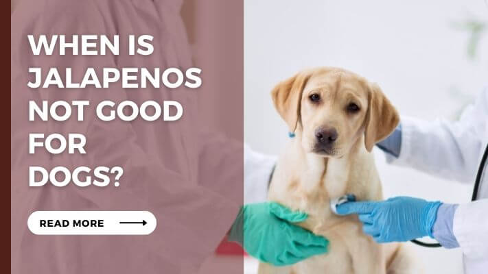 When is Jalapenos Not Good for Dogs