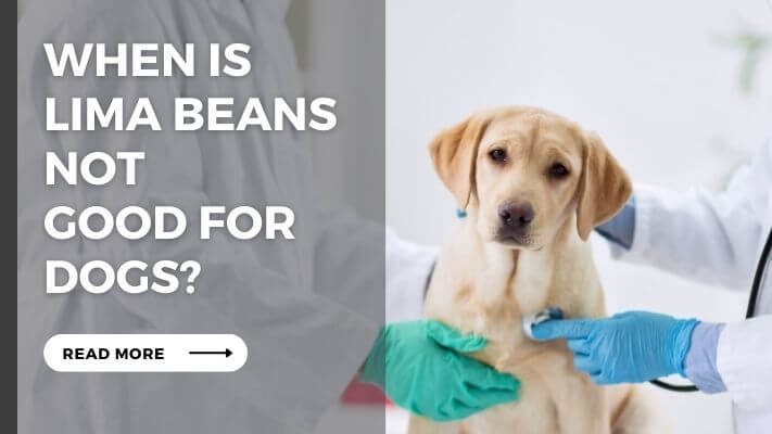 When Is  Lima Beans Not  Good for Dogs