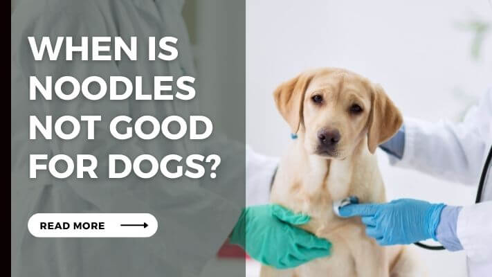 When Is Noodles Not Good for Dogs