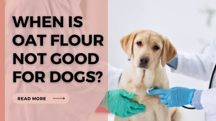 When-Is-Oat-Flour-Not-Good-for-Dogs