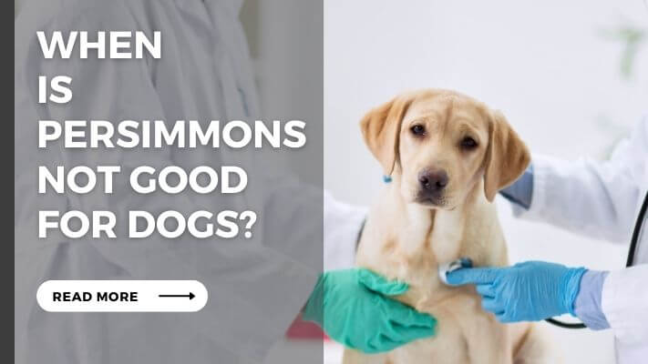 When  Is Persimmons Not Good for Dogs