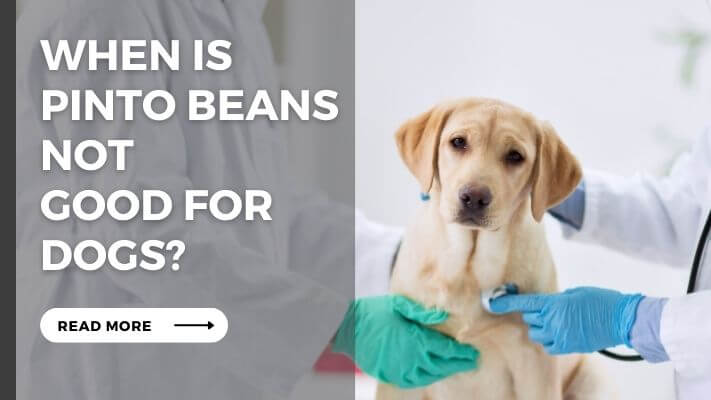 When Is Pinto Beans Not  Good for Dogs