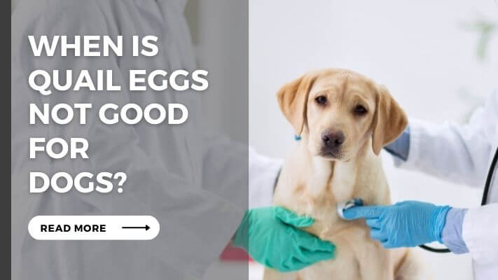 When Are Quail Eggs Not Good for Dogs