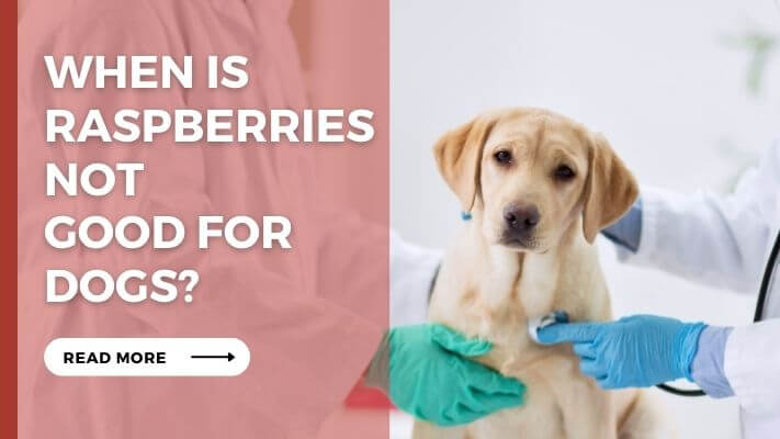 When Is Raspberries Not  Good for Dogs