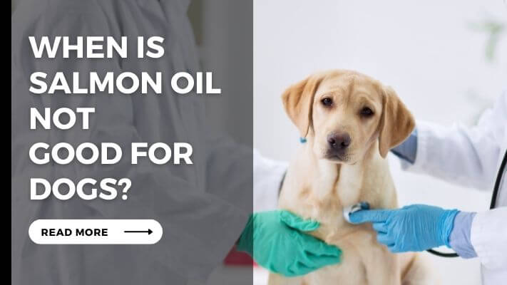 When Is Salmon Oil Not Good for Dogs