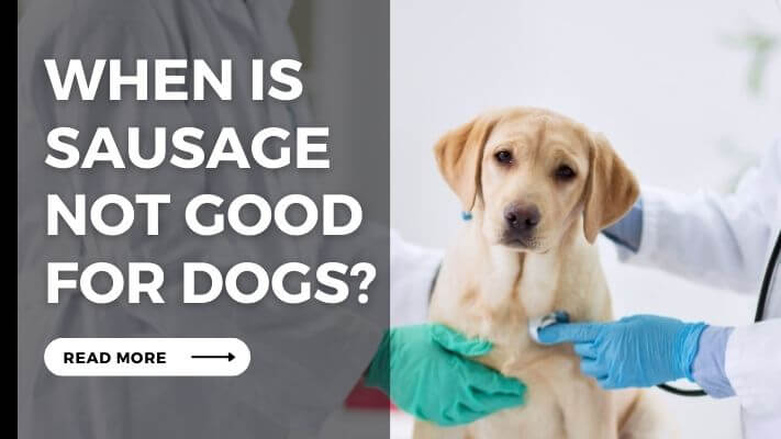 When Is Sausage Not Good for Dogs