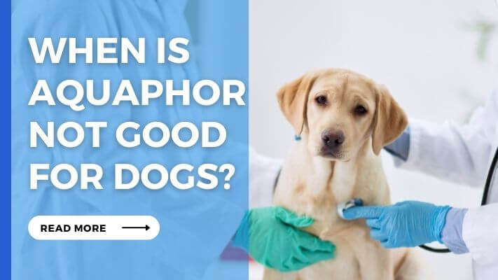 When Is aquaphor Not Good for Dogs