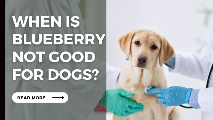 When Is blueberry Not Good for Dogs