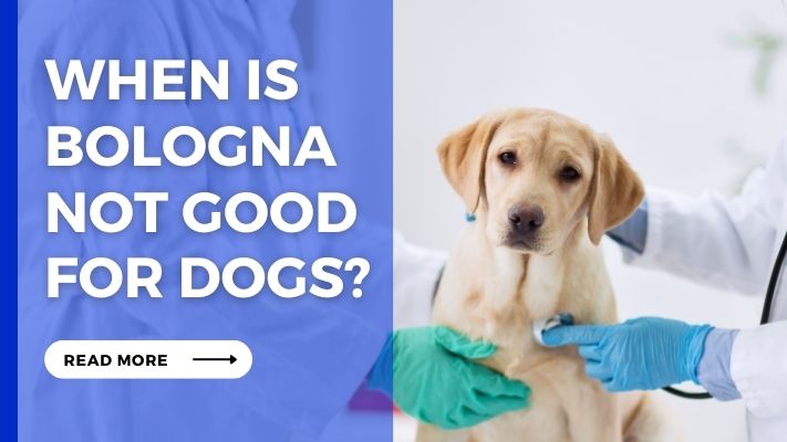 When Is bologna Not Good for Dogs