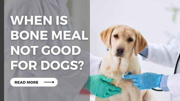 When Is bone meal Not Good for Dogs